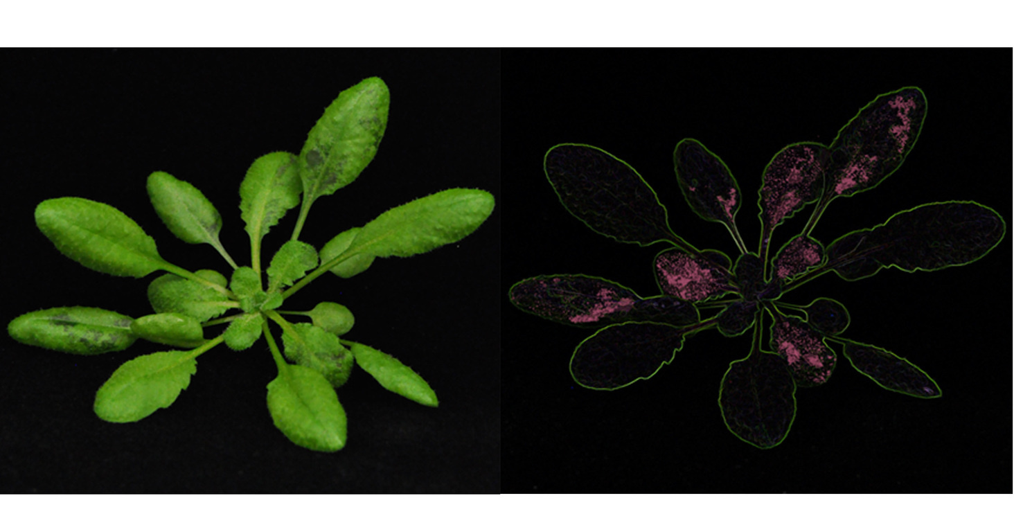 Humans do not like flooding? Bacteria may say otherwise!